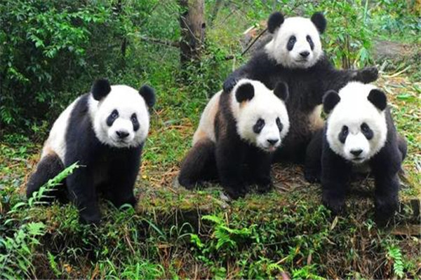 大熊貓為什么是國寶的原因?為什么大家稱大熊貓為國寶