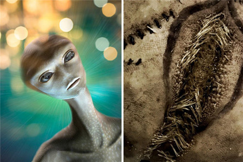 海邊發(fā)現(xiàn)大量恐怖的“異形蛋” 猶如電影里的外星生物