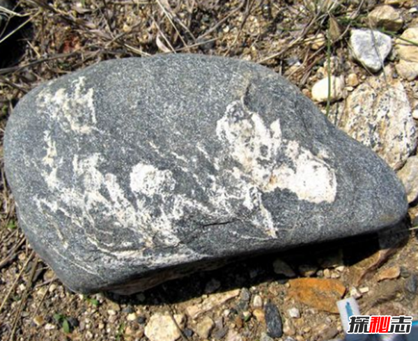 湖北林歸縣工地發(fā)現(xiàn)天然龍形石,圖案完整清晰(重307公斤)