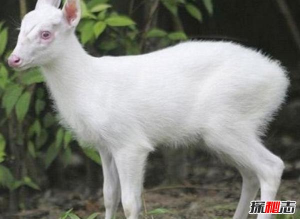 湖北神農(nóng)架動物白化之謎,黑色素引起的白化病(返祖白變)