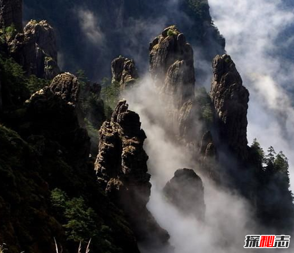 湖北神農(nóng)架動物白化之謎,黑色素引起的白化病(返祖白變)
