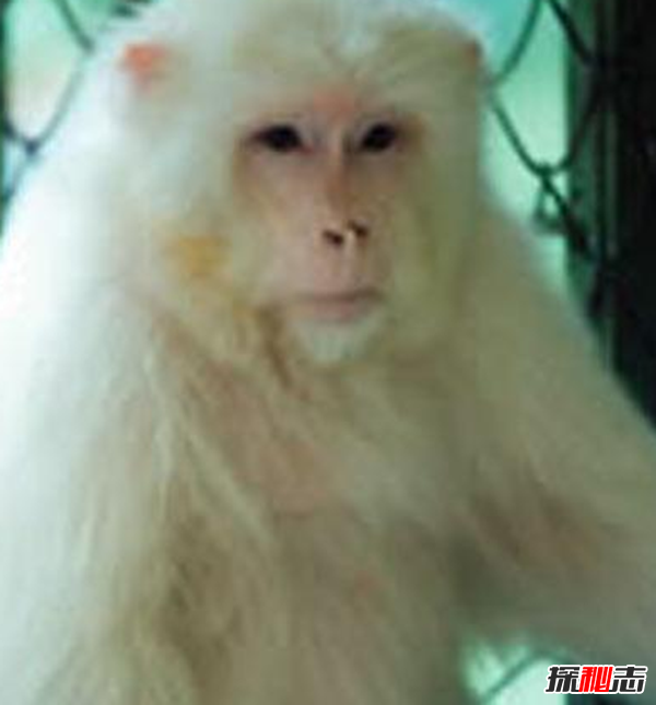 湖北神農(nóng)架動物白化之謎,黑色素引起的白化病(返祖白變)