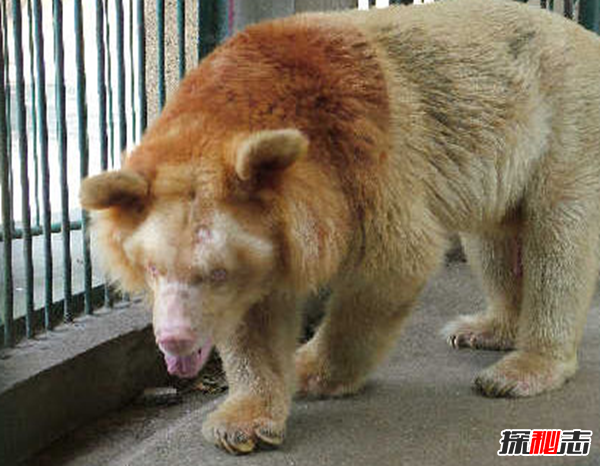 湖北神農(nóng)架動物白化之謎,黑色素引起的白化病(返祖白變)