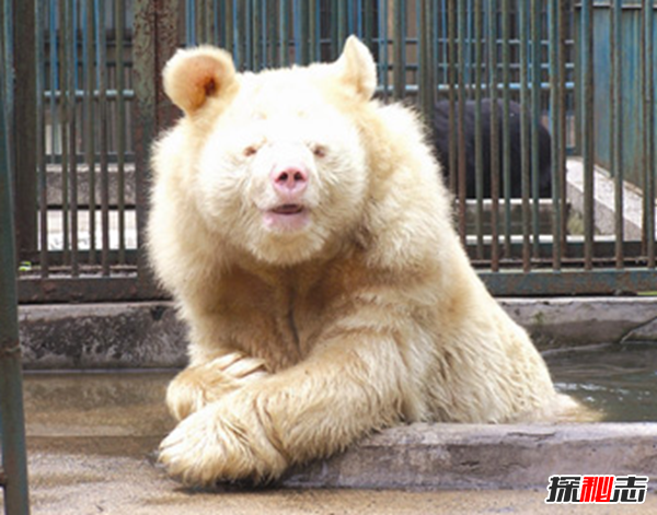 湖北神農(nóng)架動物白化之謎,黑色素引起的白化病(返祖白變)