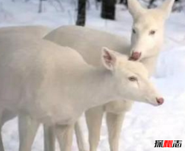 湖北神農(nóng)架動物白化之謎,黑色素引起的白化病(返祖白變)