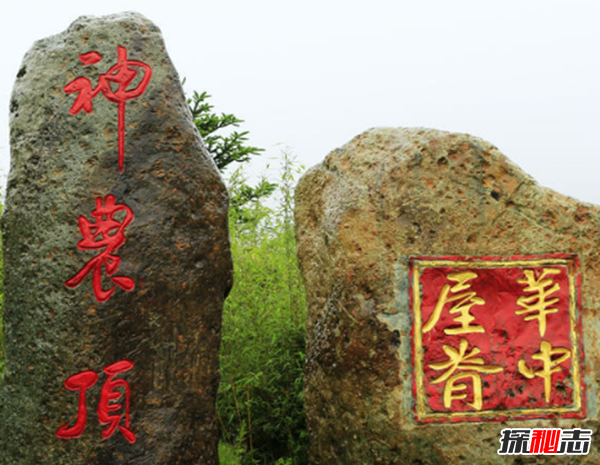湖北神農(nóng)架動物白化之謎,黑色素引起的白化病(返祖白變)