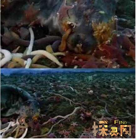 南極巨蟲