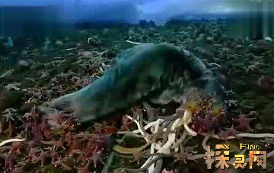 南極巨蟲