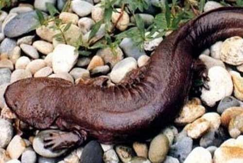 娃娃魚,學(xué)名叫大鯢,又叫作人魚