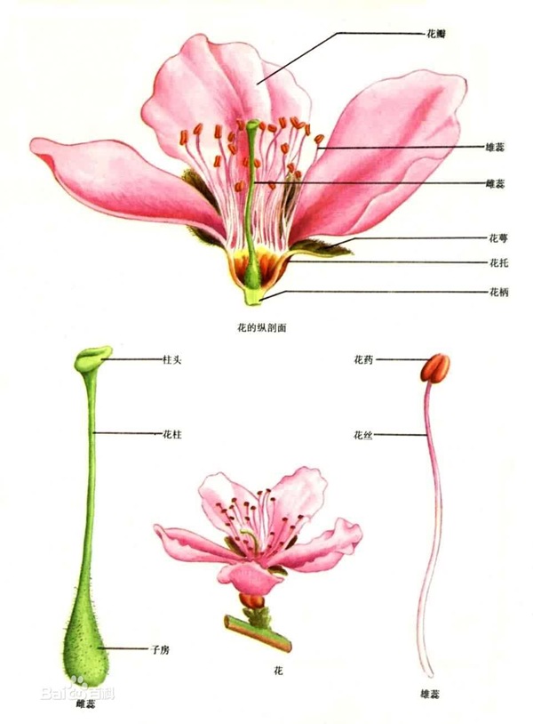被子植物花的結(jié)構(gòu)