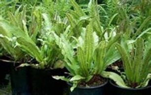 蕨類植物-最早的陸上植物