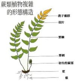 蕨類植物-最早的陸上植物