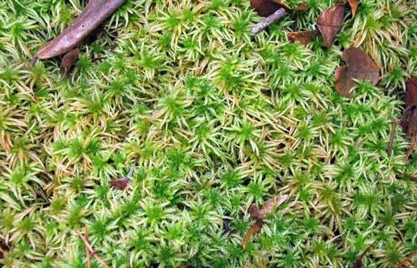 泥炭蘚-吸水能力最強(qiáng)的植物