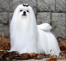 馬爾濟(jì)斯犬