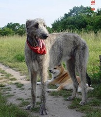 愛爾蘭獵狼犬